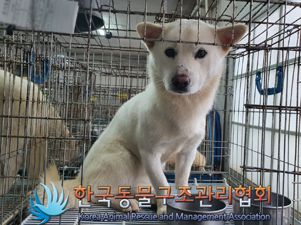 한국동물구조관리협회_441560202301457